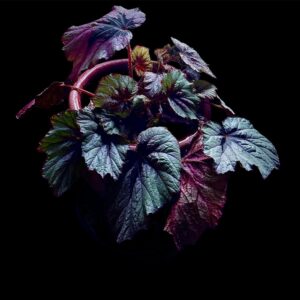 Begonia (Copie)