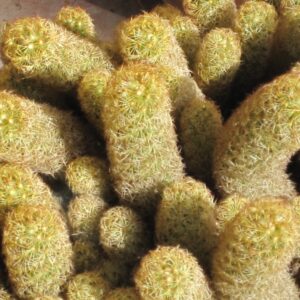 Mammillaria